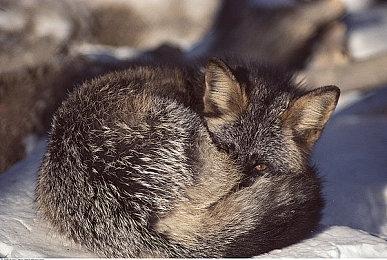 网友买《黑神话》不知道怎么激活 发图求助后被盗Key