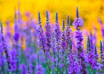 8月5日《马里奥赛车8豪华版》更新第二波8条赛道